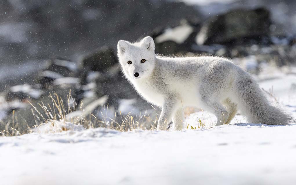 arctic fox in snowy habitat.