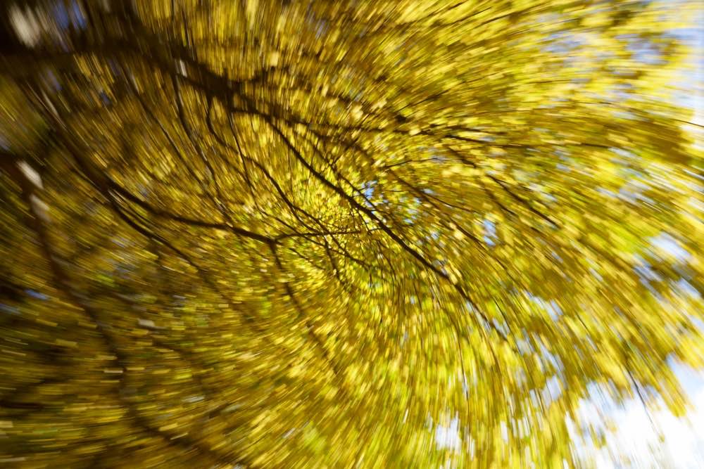 A shot of a tree, yellow leaves accentuated by a kind of motion blur. ICM (intentional camera movement) photography.