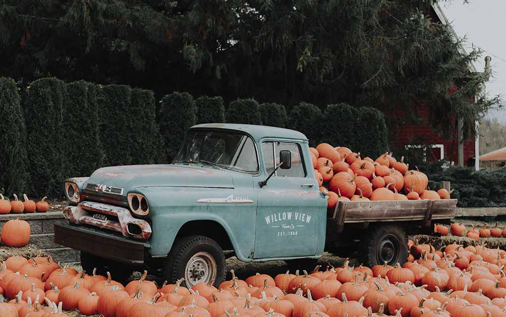 autumn truck pumpkins.