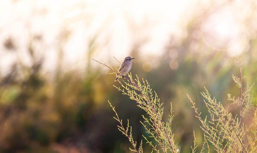 A small bird sitting on a branch. Caught in selective focus using a shallow depth of field. Extreme foreground separation achieved with a large lens aperture.
