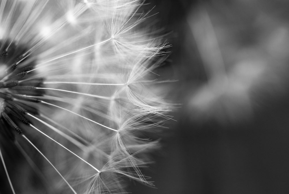 black and white close-up shot of dandelion seeds.