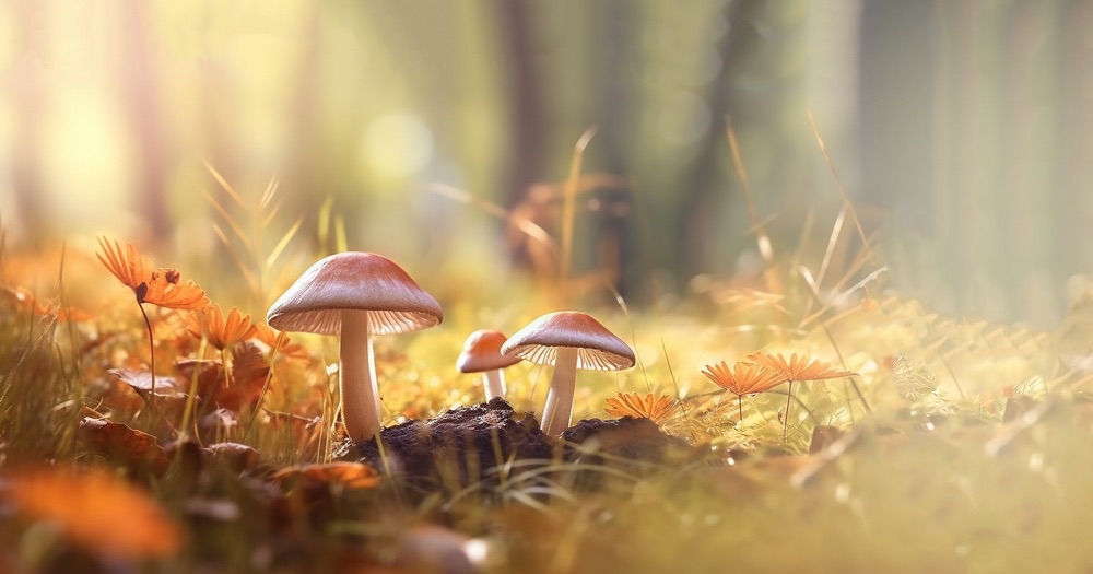 Woodland nature photography. Mushrooms sprouting from soil. Shallow depth of field. 