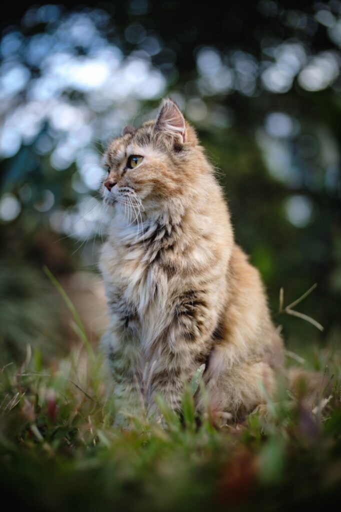 bokeh photo of a cat.