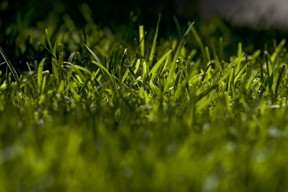 A bugs-eye view image of grass. The foreground is blurry while the midground is kept in focus. It's almost as if you are looking through the blades of grass. 