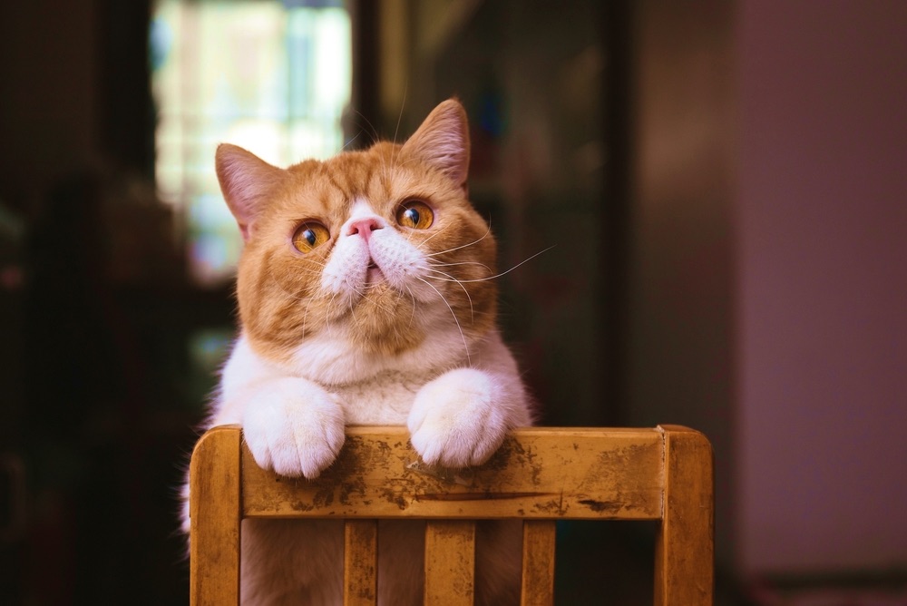 cat posing on a chair.
