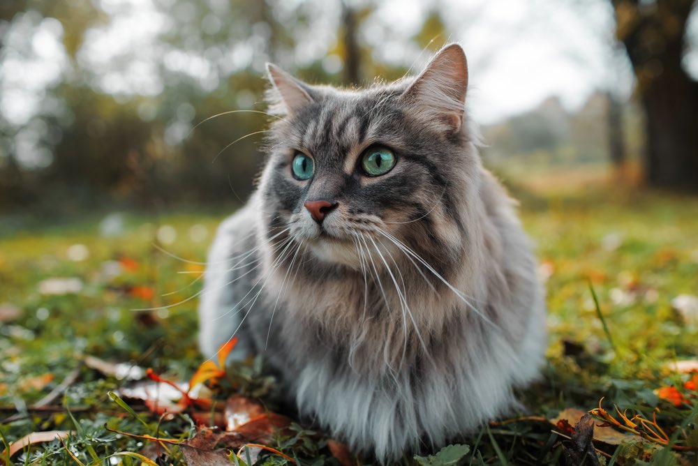 cat sitting on grass.