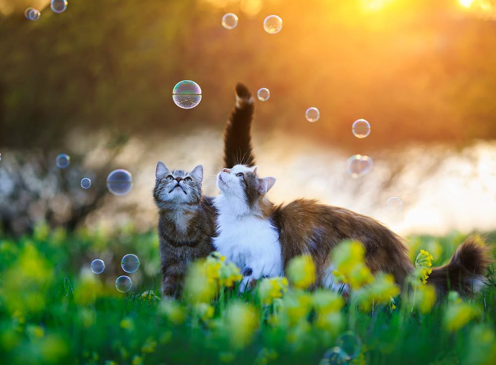 cats looking at soap bubbles outdoors.