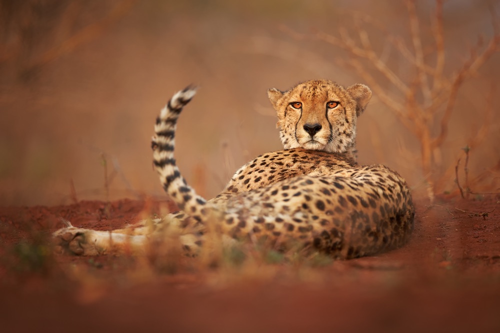 An adult cheetah relaxing, head turned to viewer. A wildlife portrait with a very strong foreground/middle ground focus.