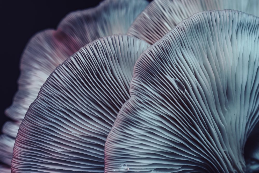 Macro photography of mushrooms, showing intricate textures and details. Beautiful close-up photography with a macro lens.