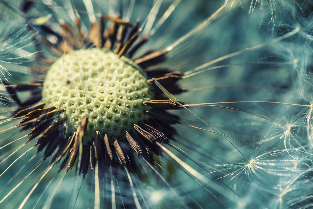 Detail view of a dandelion flower. Macro photography of flowers and their seeds at very high magnification.