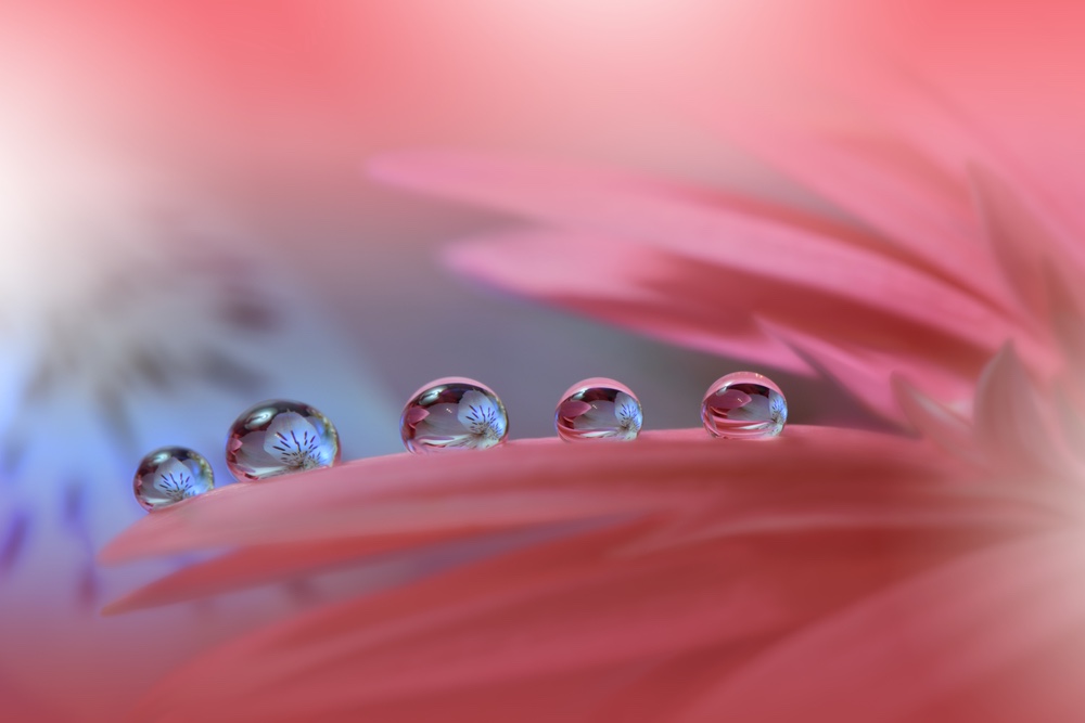 A close-up photo of dew drops on a flower petal. Macro photography of flowers showcasing soft focus and a thin depth of field.