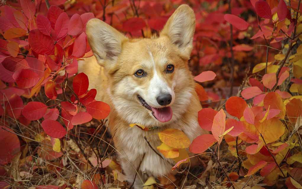 dog and fall leaves.