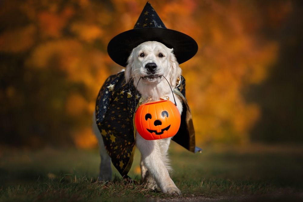 dog dressed for Halloween.