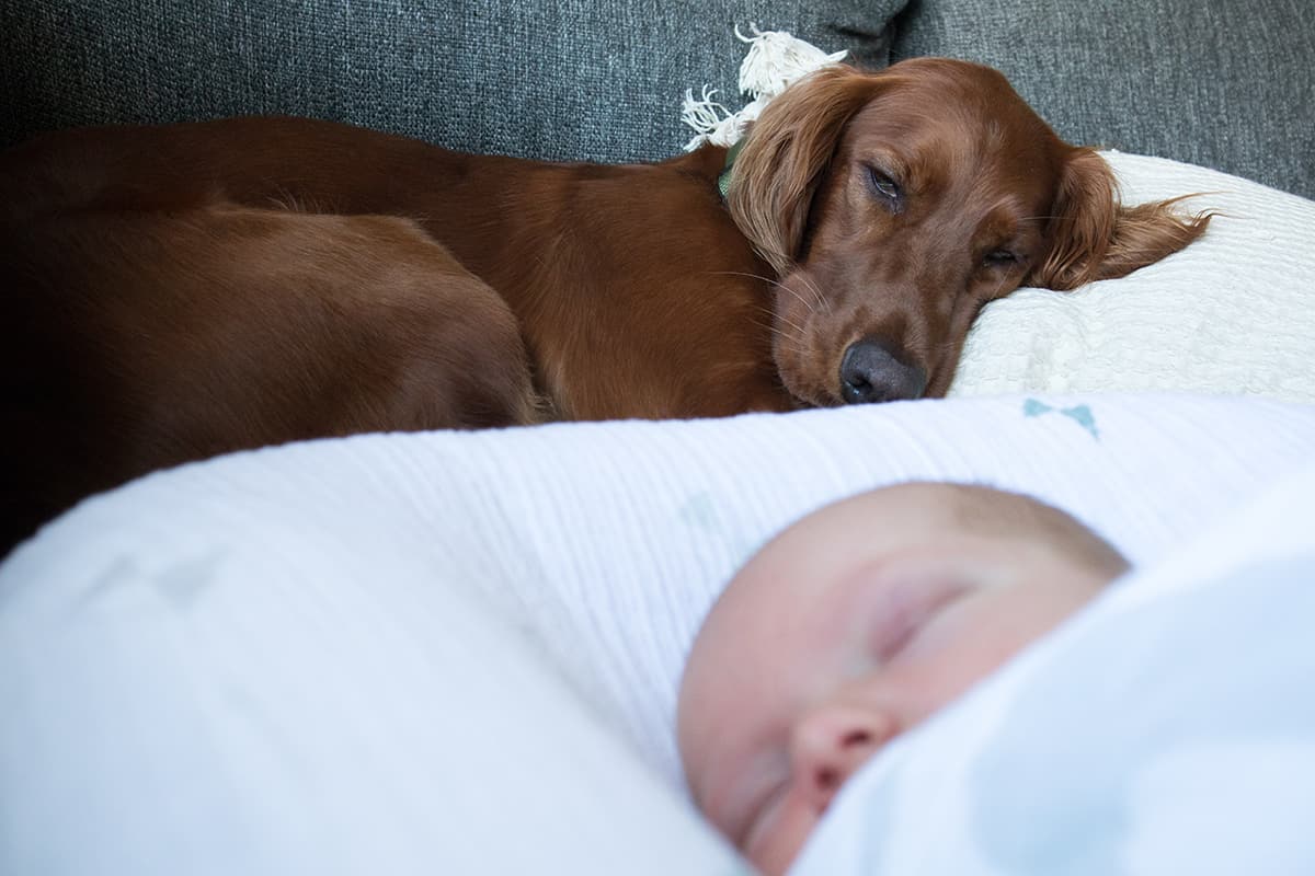 dog sleeping next to baby.