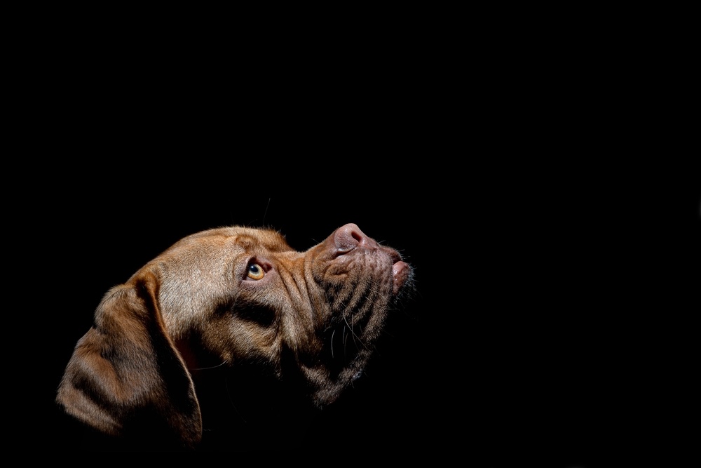 Portrait of a dog in low-key lighting. Moody studio shot taken with fill flash exposure compensation.
