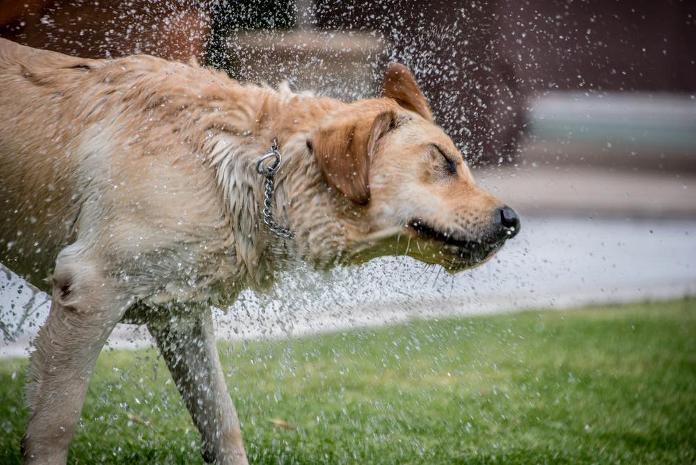 A labrador retriever shaking itself dry. Detail view of fur and water droplets made possible by high-speed exposure using a very fast shutter.