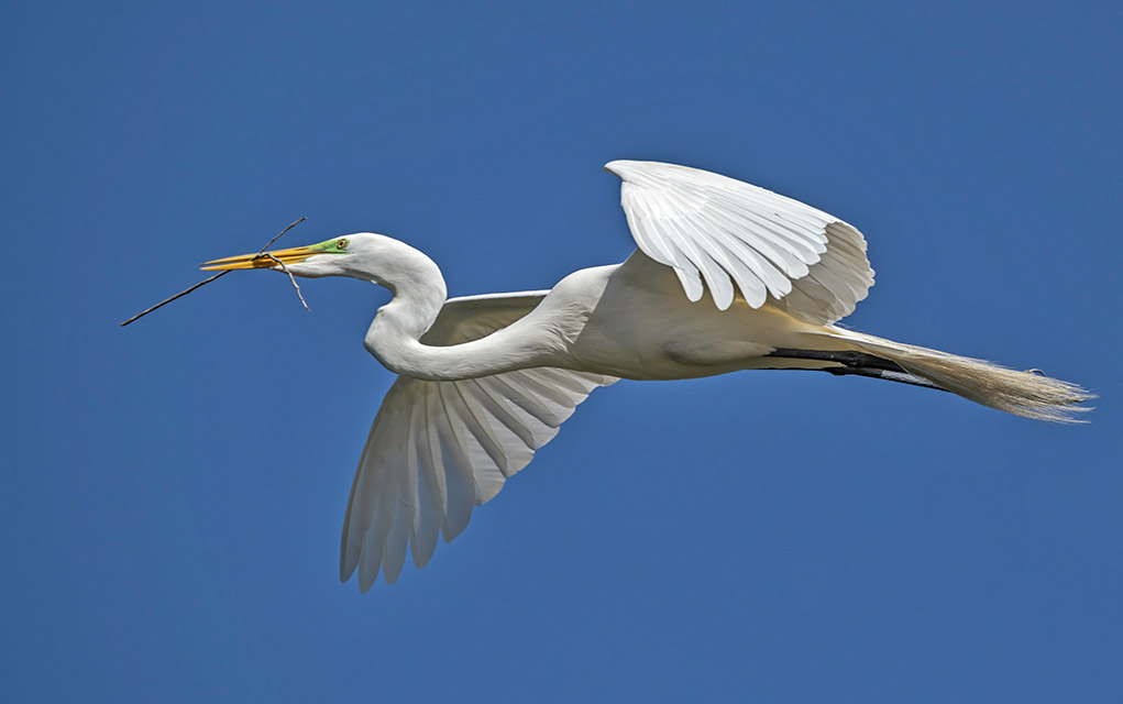Great egret in flight with nesting materials. Image taken in shutter priority mode.