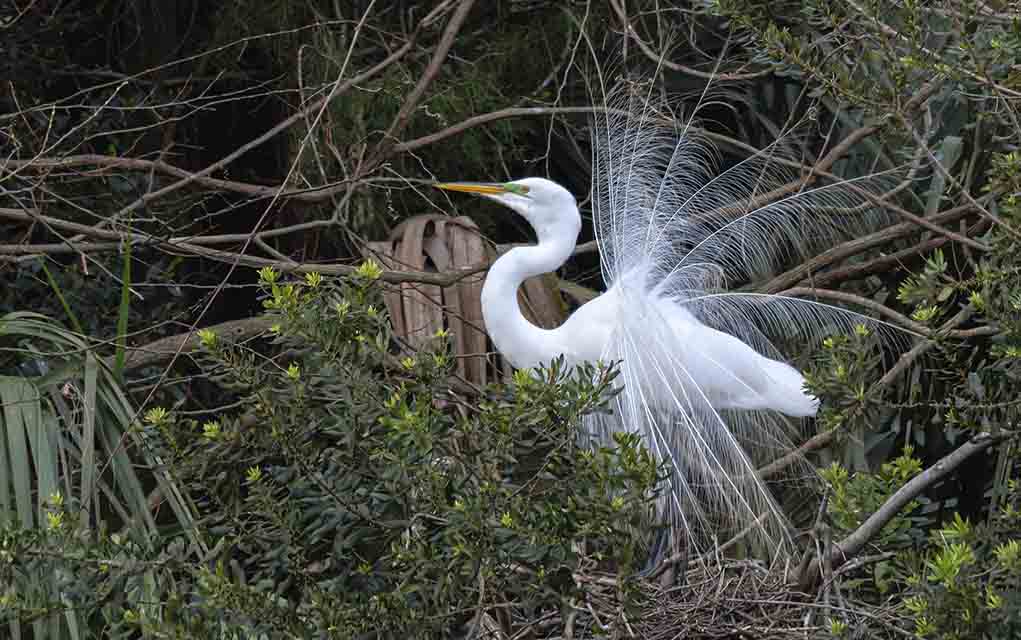 Great egret with mating plumage.