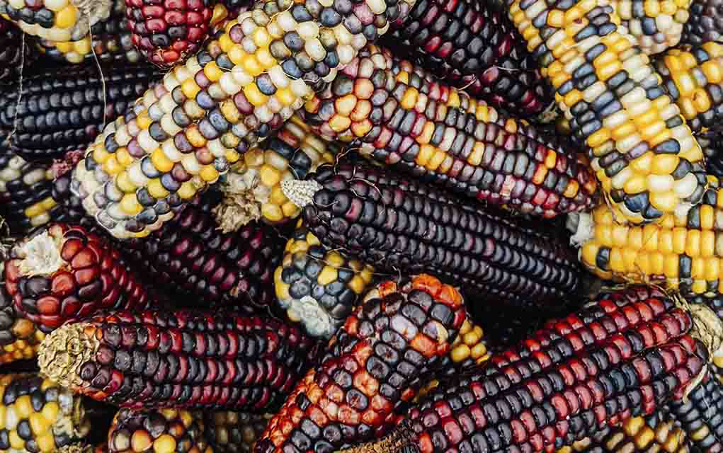 multi colored corn.