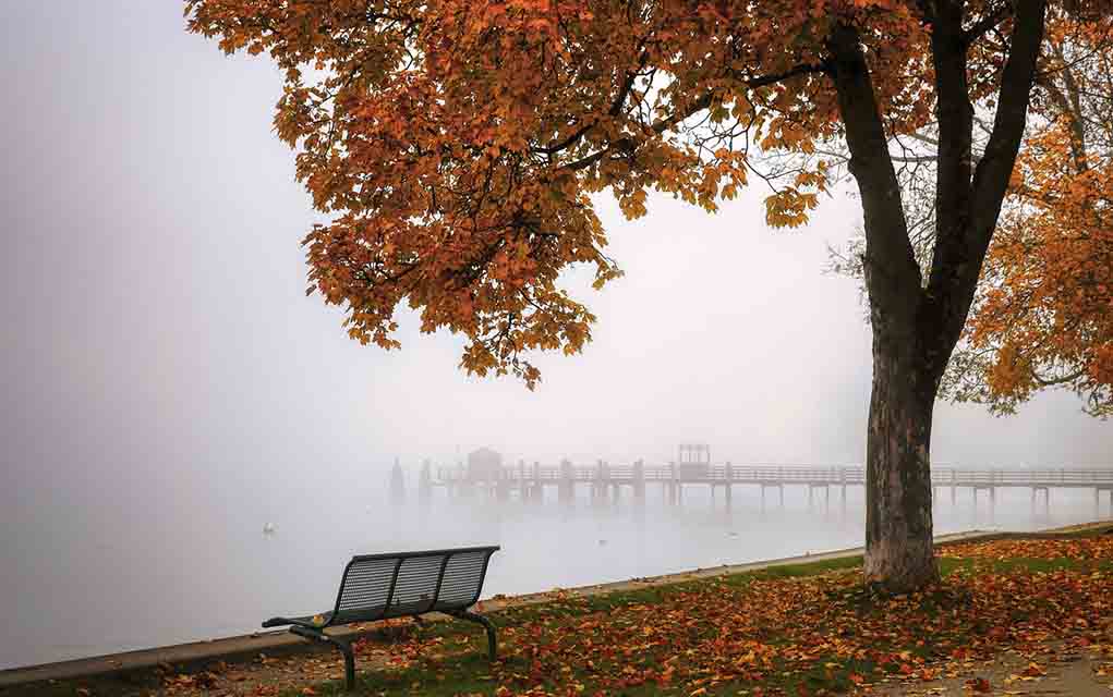 autumn photography bench tree pier.