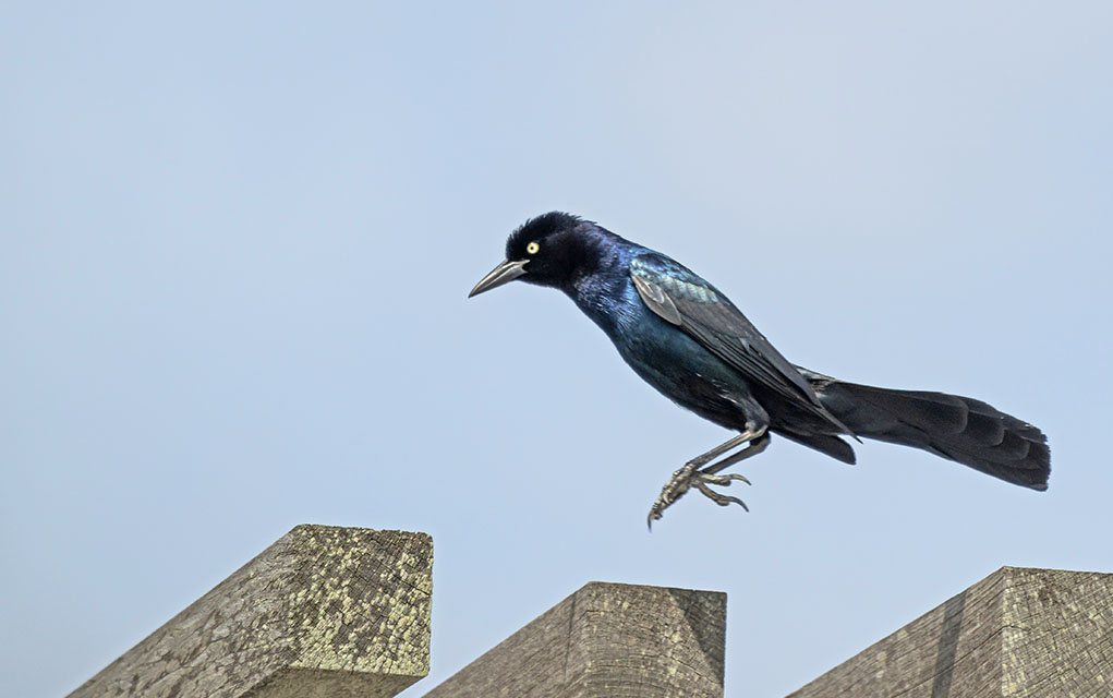 Grackle jumping. Photo taken in aperture priority mode.