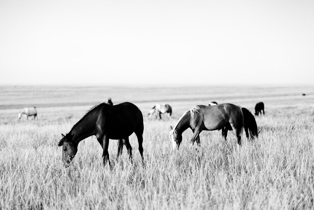Horses grazing on a large field. An example of high contrast black-and-white photography showcasing full tonal range.