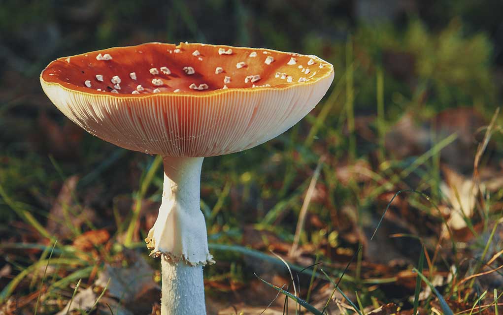 macro image of mushroom with depth of field.