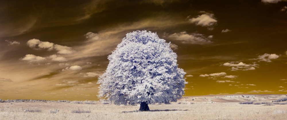 landscape infrared photo.