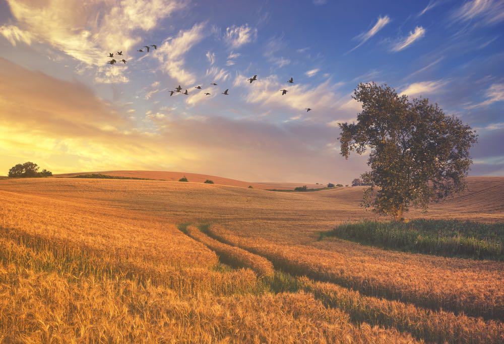A wheat field at sundown. A flock of migratory birds can be seen in the background. Landscape photography in color.