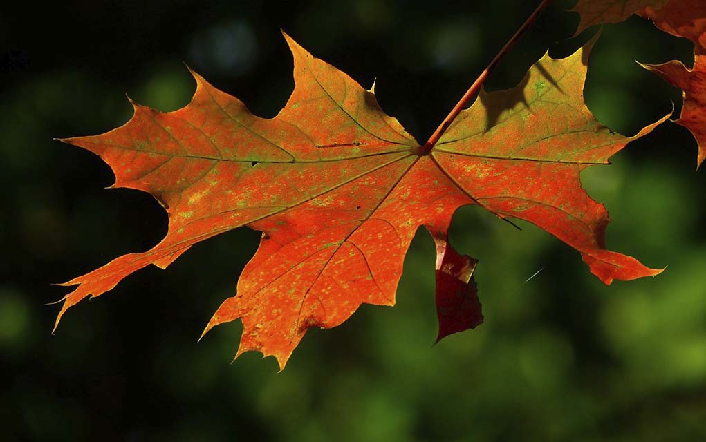 autumn leaf closeup.