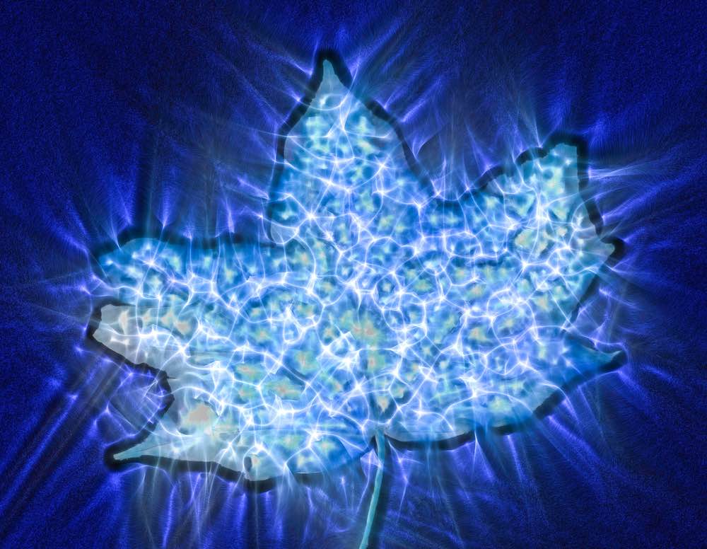 An illustration of a fresh leaf subjected to electrical current. Kirlian photography of a leaf.