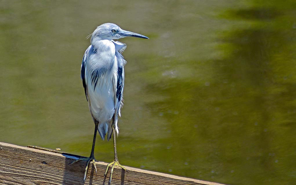 little blue heron perched on a railing.