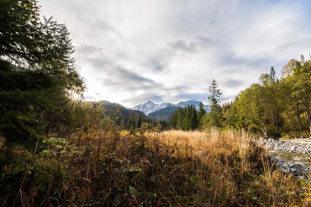 A landscape photograph shot in early daylight from a low angle. Tall weeds occupy the foreground by a small forest stream. Mountains in background.