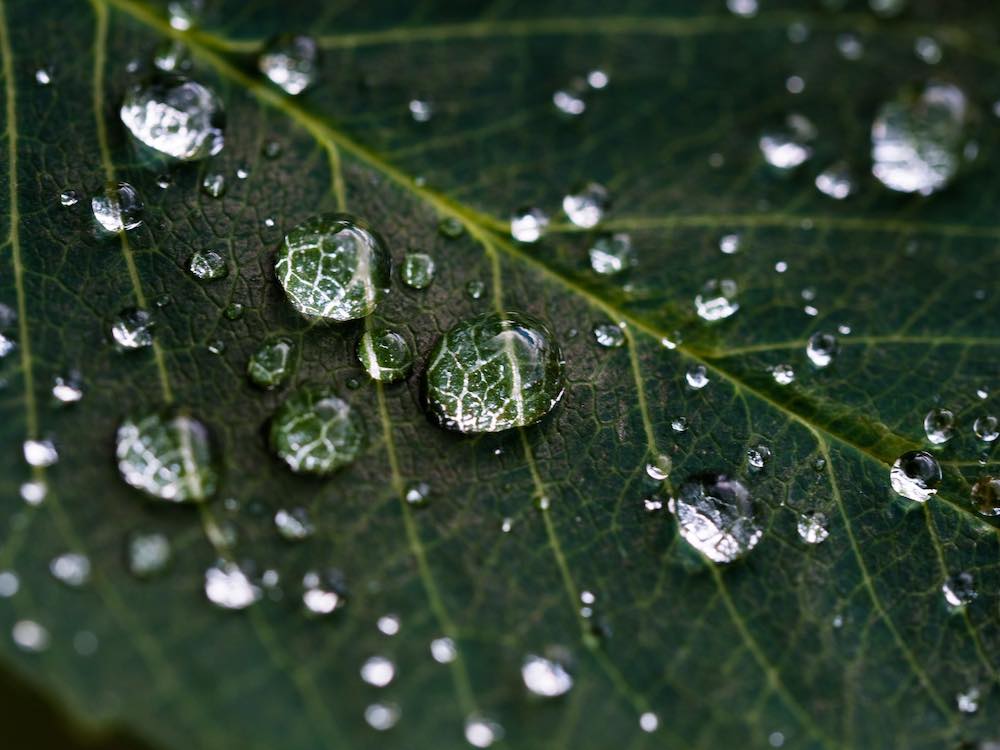 close-up shot of water droplets on a leaf.