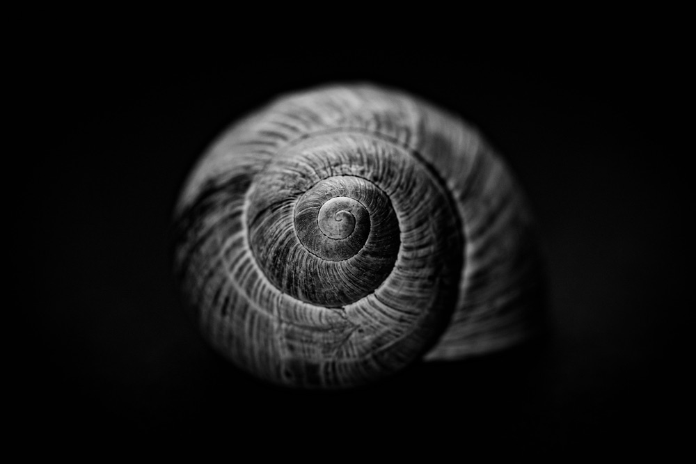 Close-up still life of a snail shell. Monochrome exposure. High detail, high magnification Macro photography.