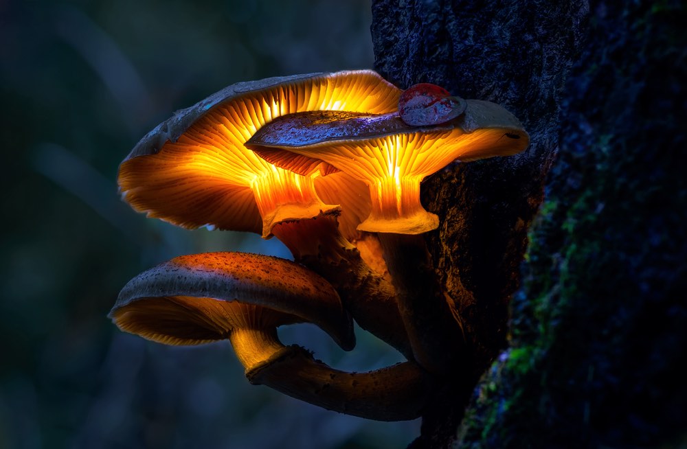 Three glowing mushrooms are coming out the side of a tree.