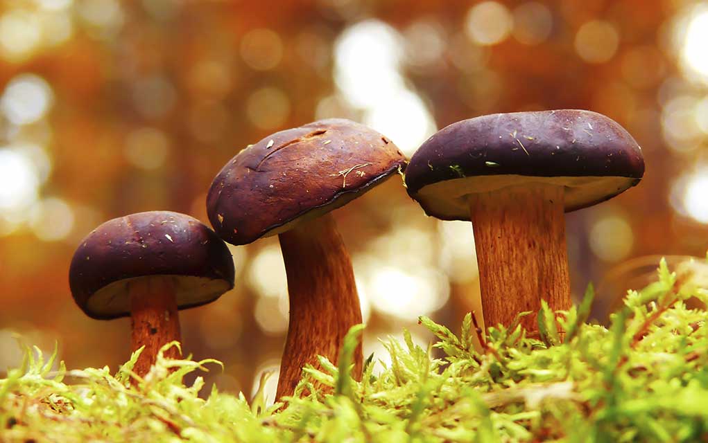 mushrooms closeup low angle.