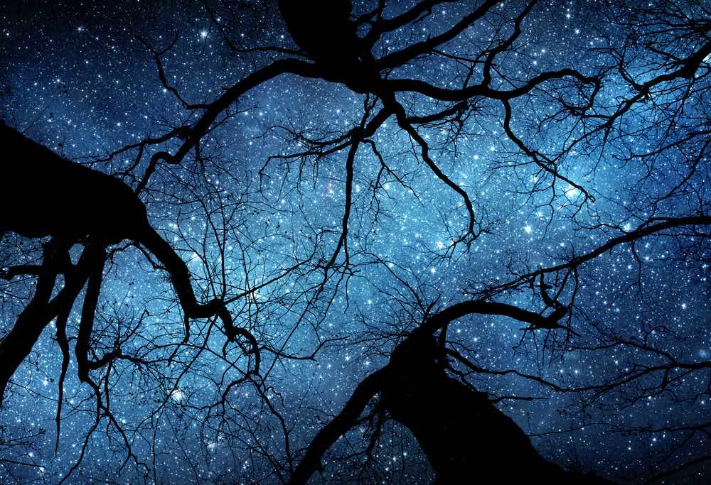 Astrophotography of the silhouette of dark trees on a starry sky background.