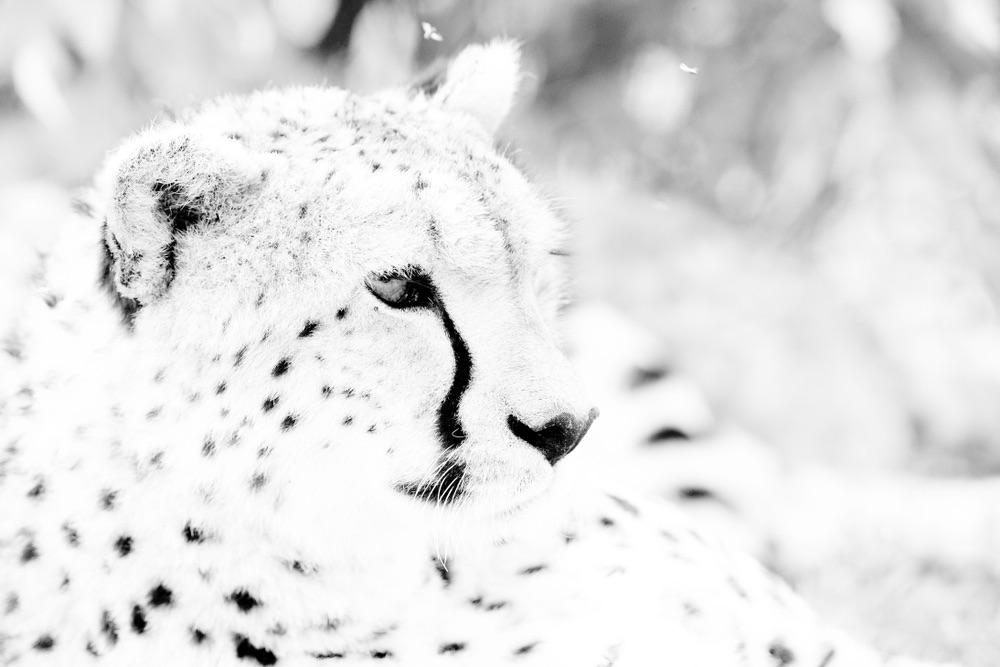 A monochrome portrait of a cheetah, deliberately overexposed. A very bright portrait with a unique creative look.