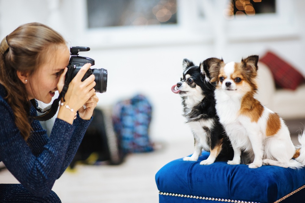 tips for taking photos of pets.