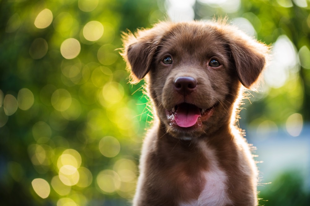 A close-up portrait of a young puppy dog showcasing high degrees of bokeh and shallow depth of field.