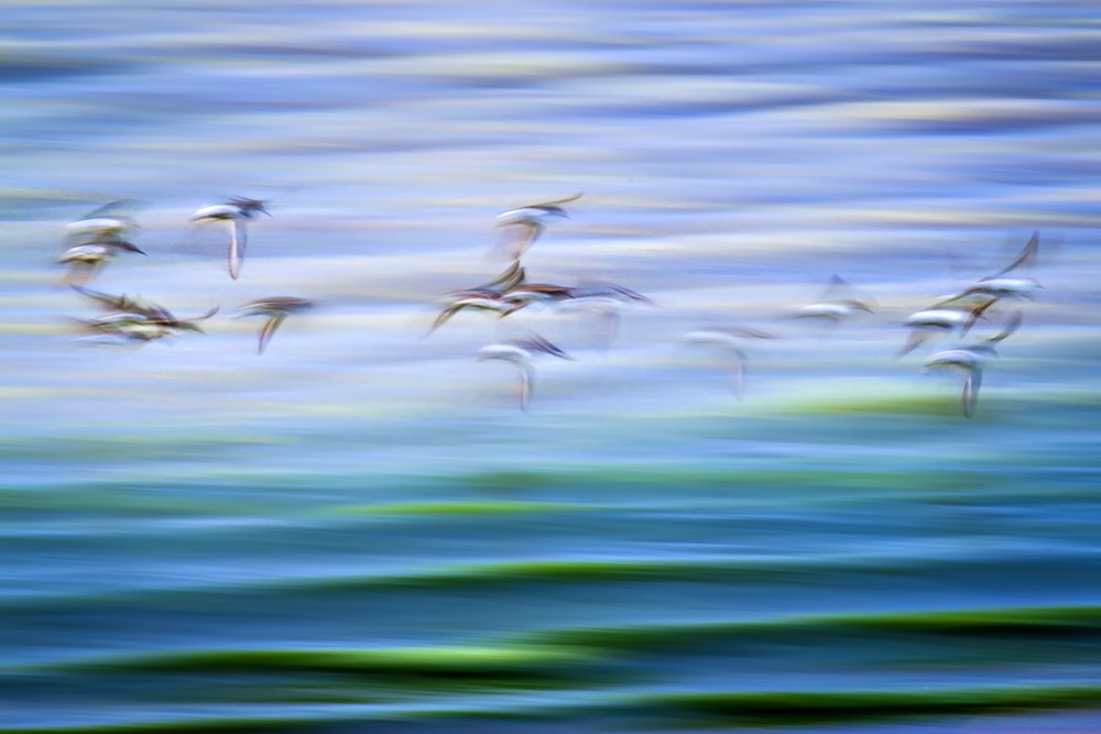 Seagulls in flight. Intentional camera movement (ICM) photography with lots of motion blur.