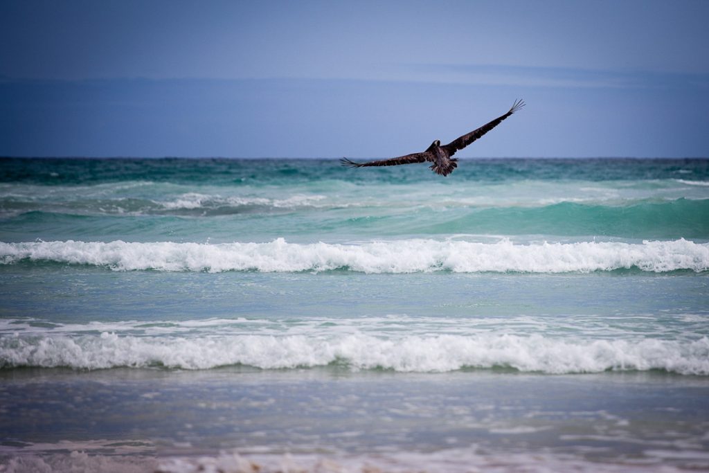 bird flying over ocean waves.