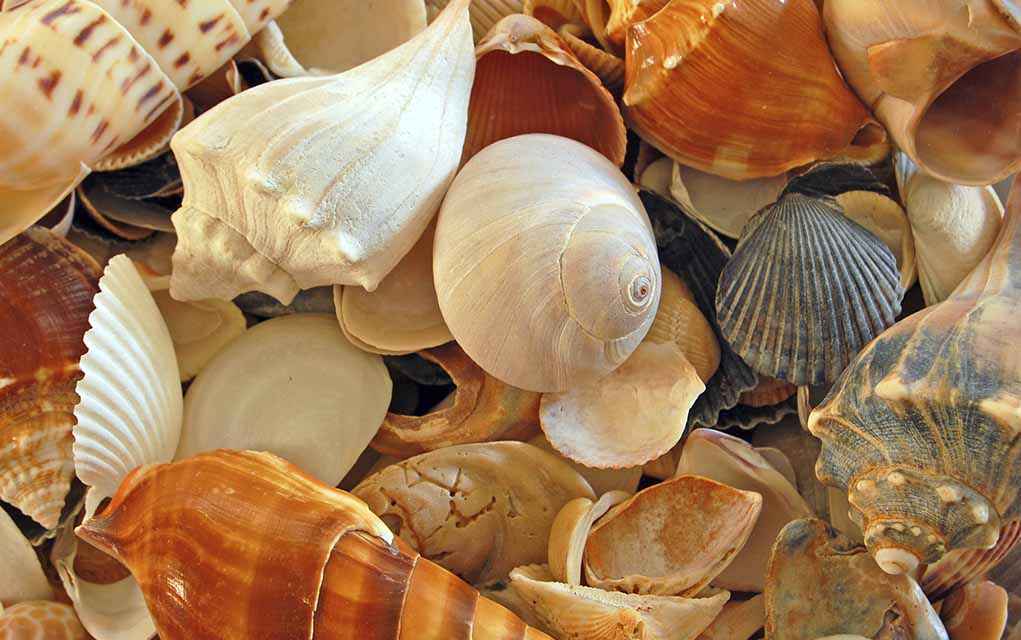 seashells image shot with white card custom white balance.