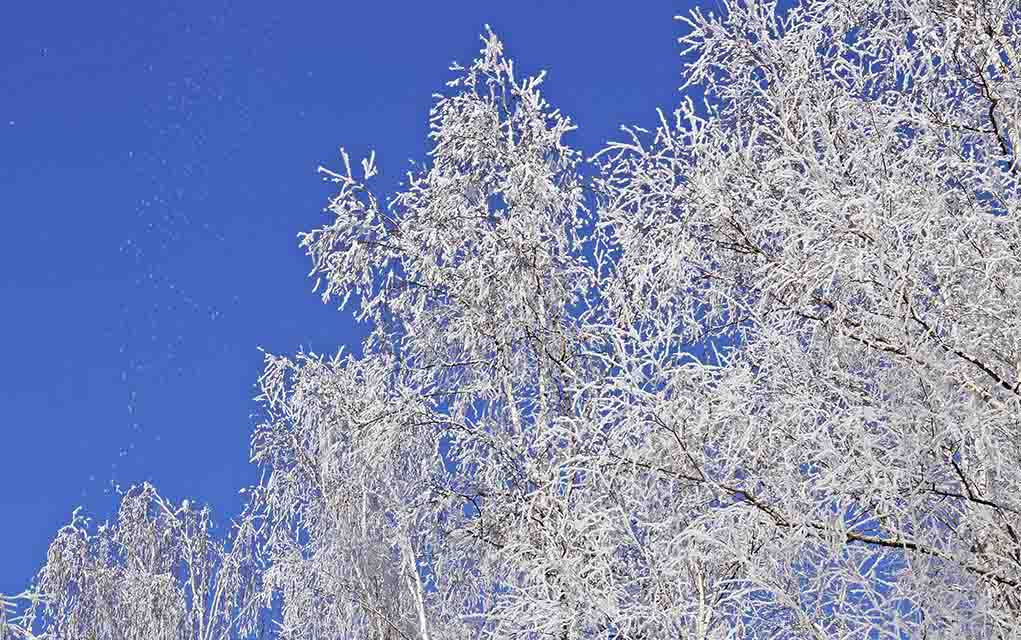 snow-covered tree and blue sky.