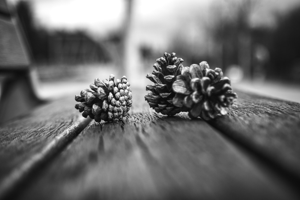 Pinecones and other natural debris can provide great subjects and objects.