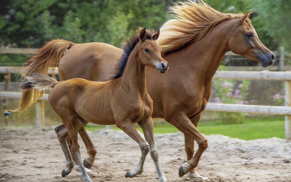 stock image of horses, mare and colt.