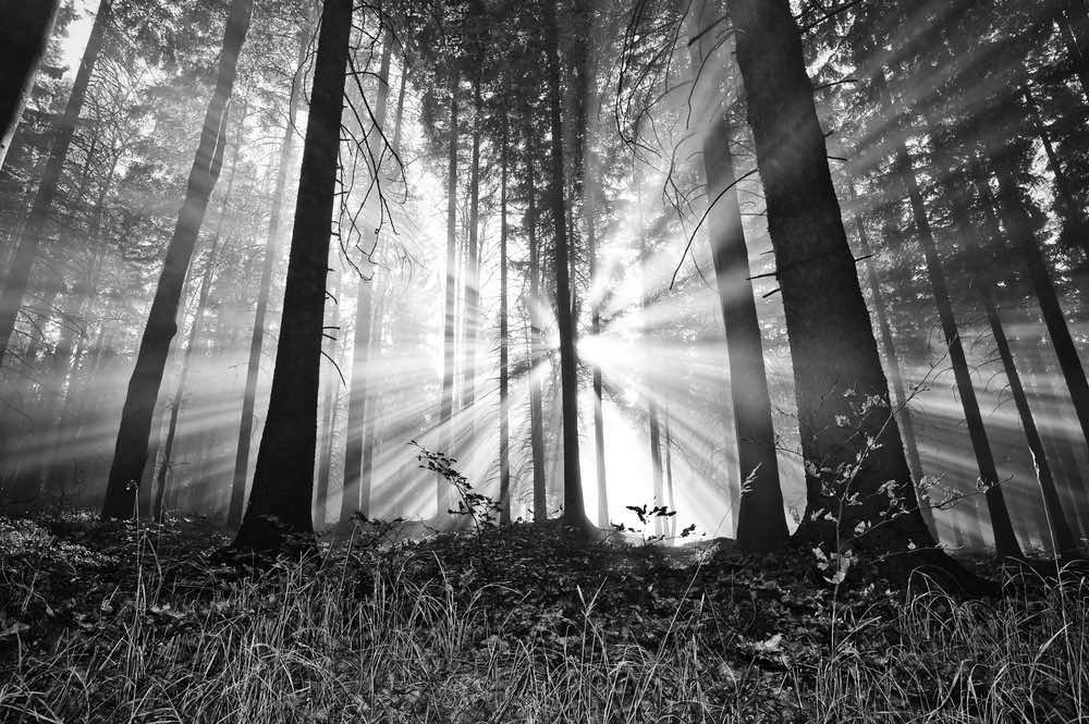 Sun rays sifting through trees in a dense forest. A good showcase of bright whites in luminance theory.