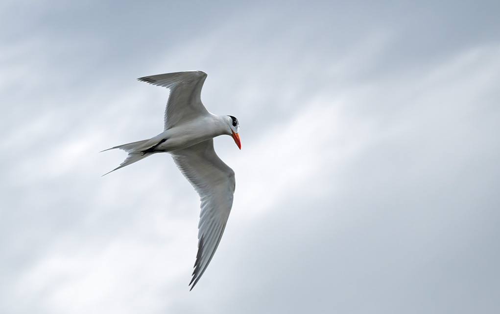 tern in flight.