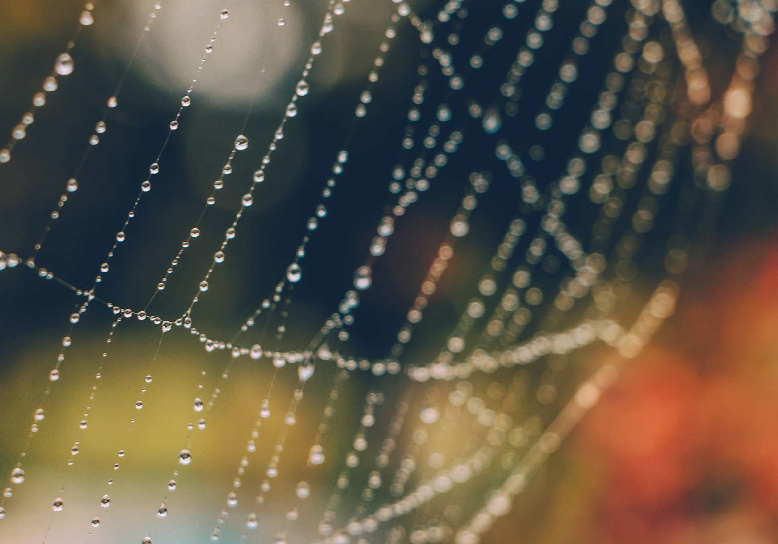 rain drops in spider web